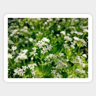 Tender woodruff flower Sticker